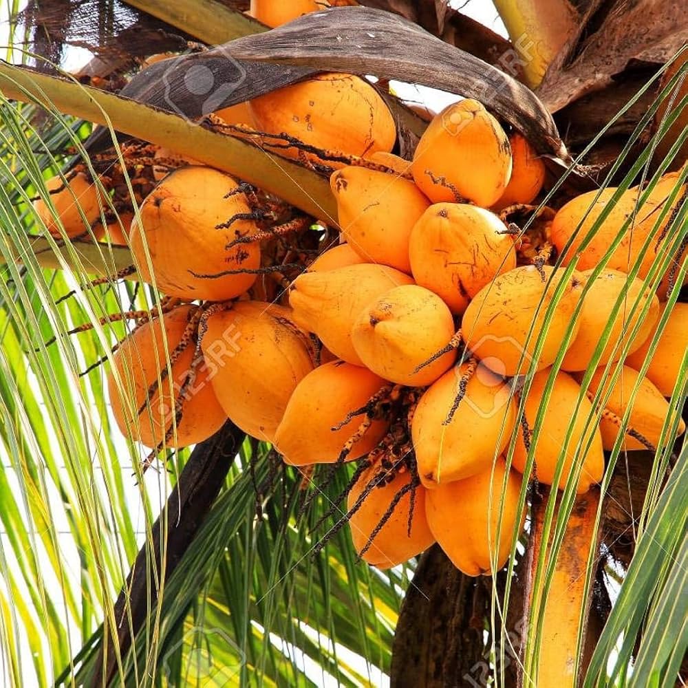 Malaysian Orange Dwarf Coconut Plants — Coconut sapling available at Agro Nursery Garden
